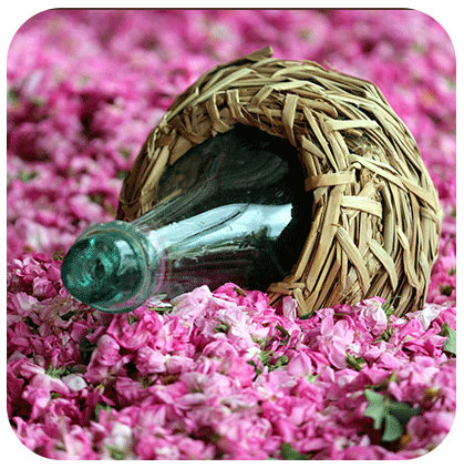 مراسم گلاب گیری در میمند
