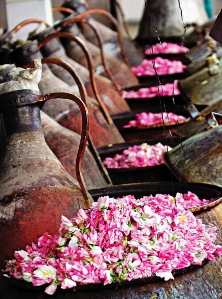 چشنواره گلاب گیری
